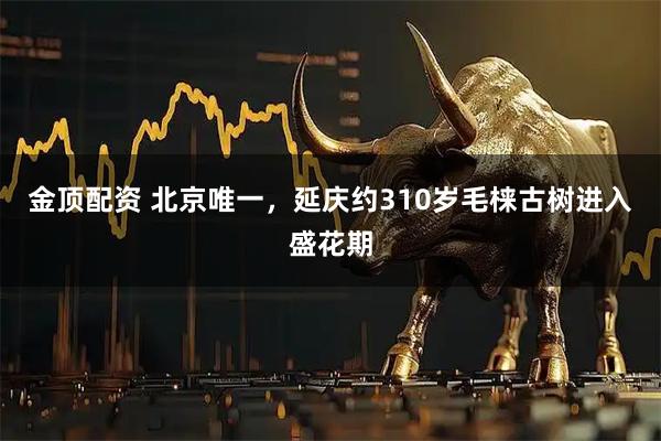 金顶配资 北京唯一,延庆约310岁毛梾古树进入盛花期